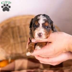 Greta, Bernedoodle Puppy